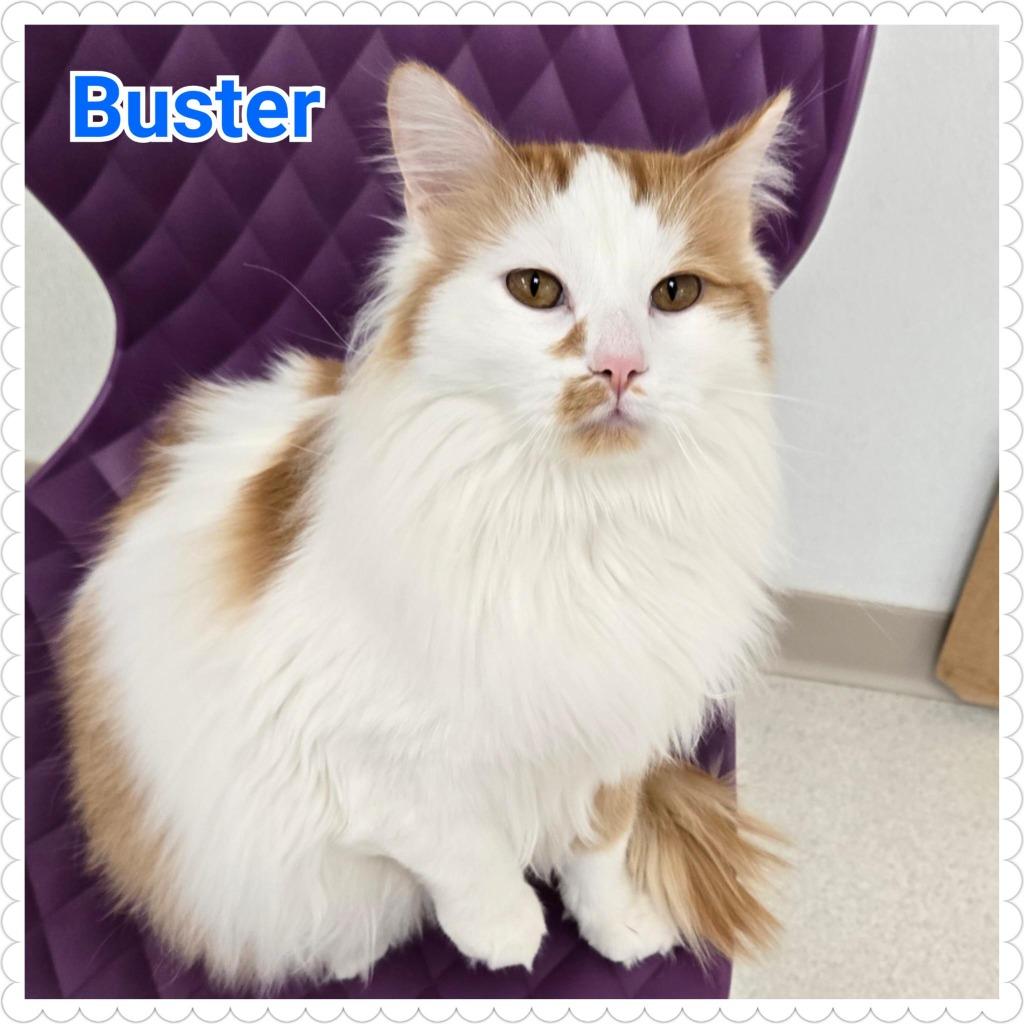 Enlarge Buster, a Adoptable mixed breed in North Saint Paul, MN image 5/6
