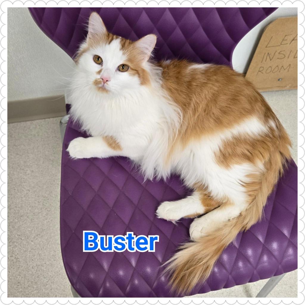 Enlarge Buster, a Adoptable mixed breed in North Saint Paul, MN image 2/6