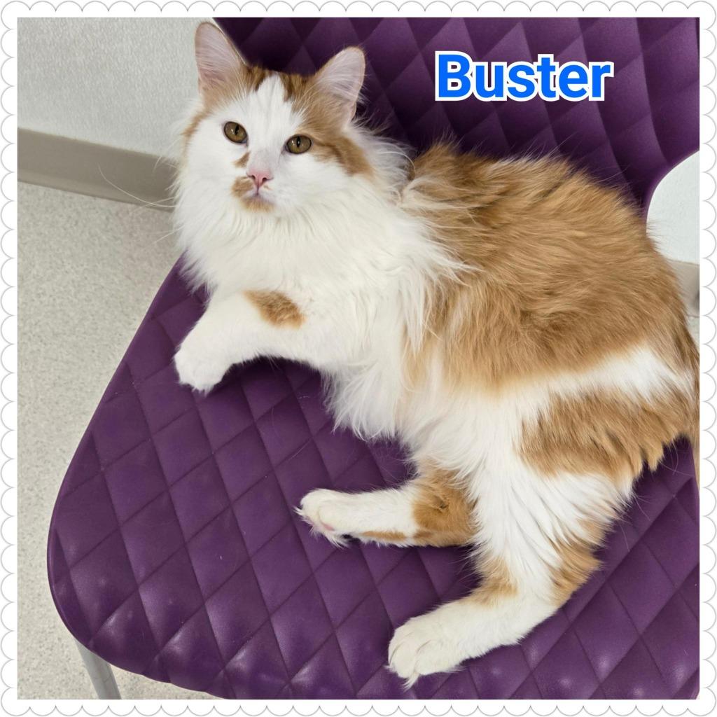 Enlarge Buster, a Adoptable mixed breed in North Saint Paul, MN image 6/6