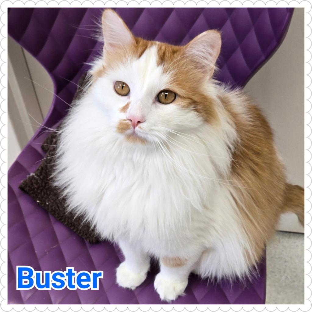 Enlarge Buster, a Adoptable mixed breed in North Saint Paul, MN image 1/6
