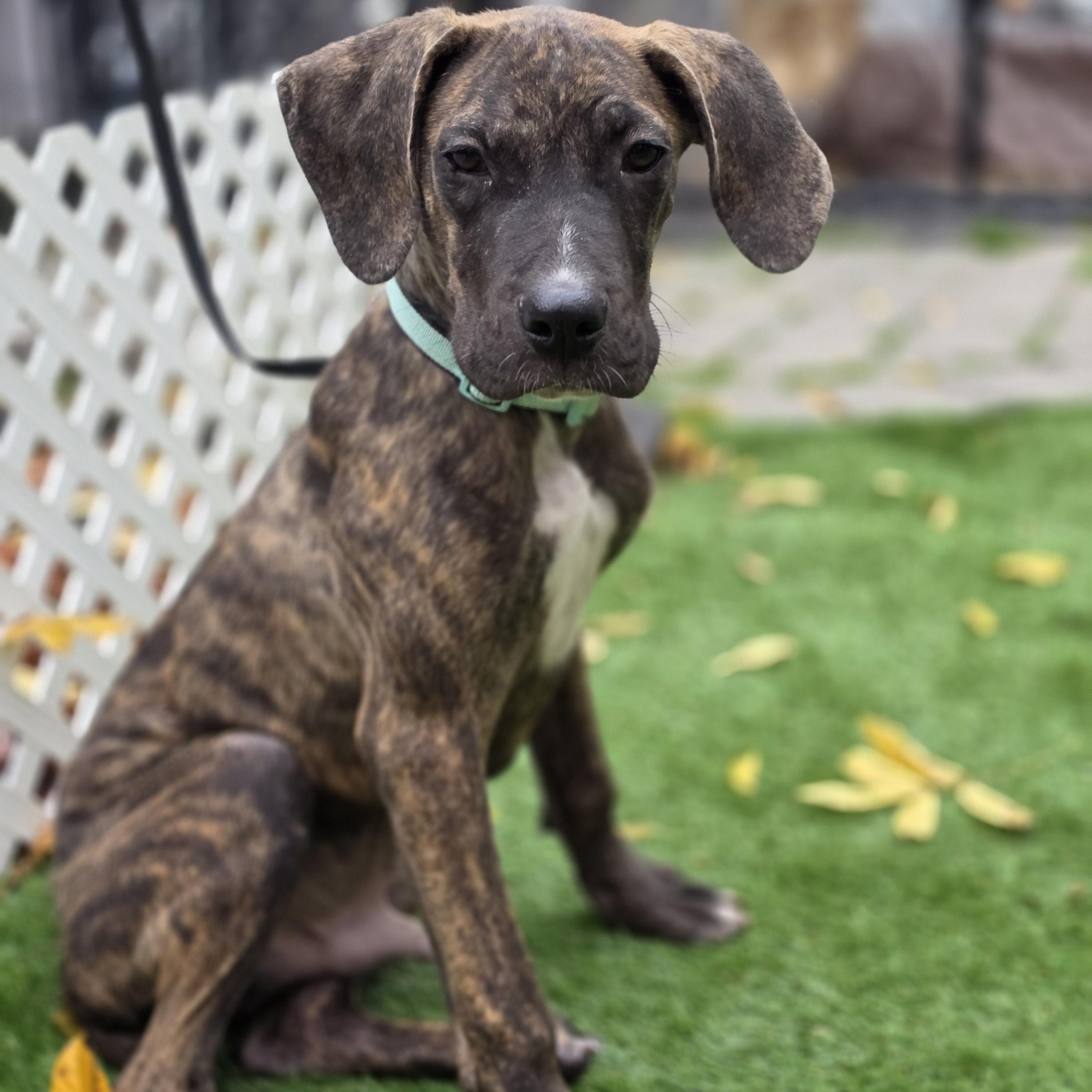 Dipper, Adoptable, Puppy Male Boxer & Cane Corso.