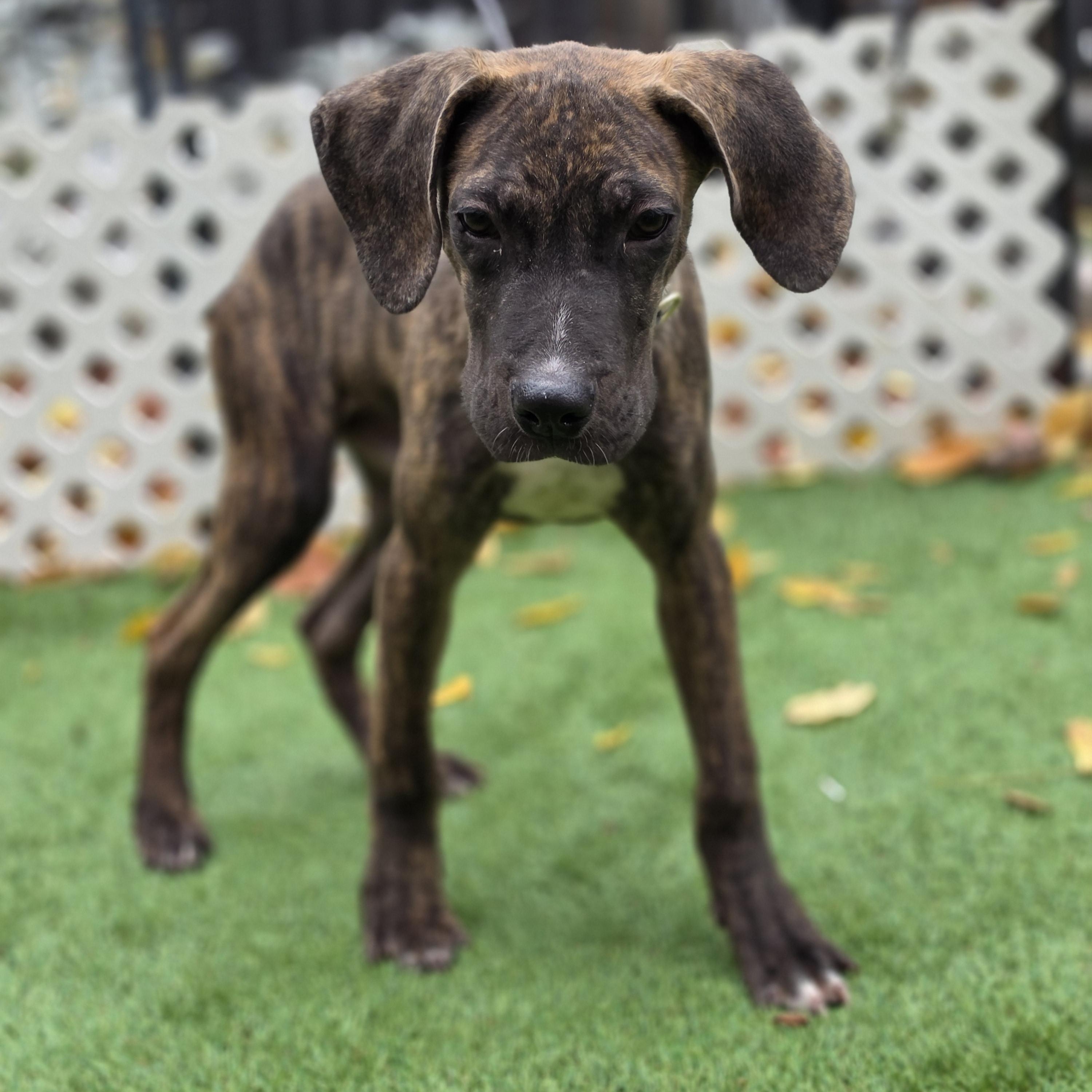 Enlarge Dipper, a Adoptable mixed breed in Blairstown, NJ image 5/5