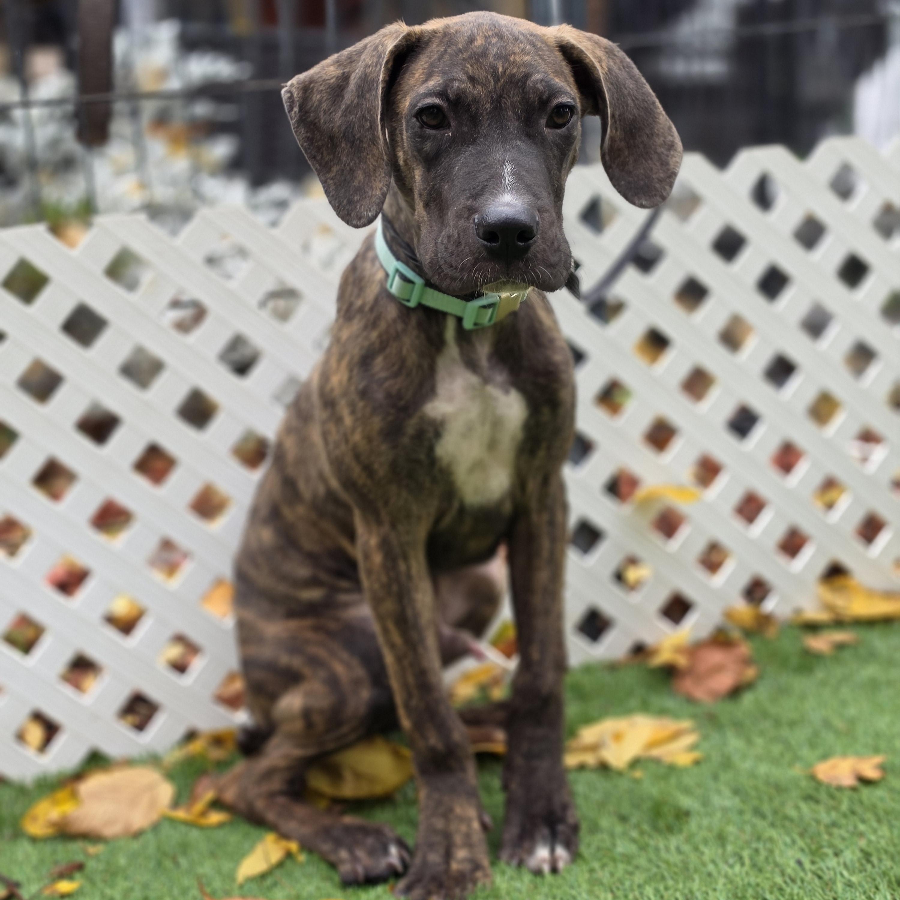 Enlarge Dipper, a Adoptable mixed breed in Blairstown, NJ image 3/5