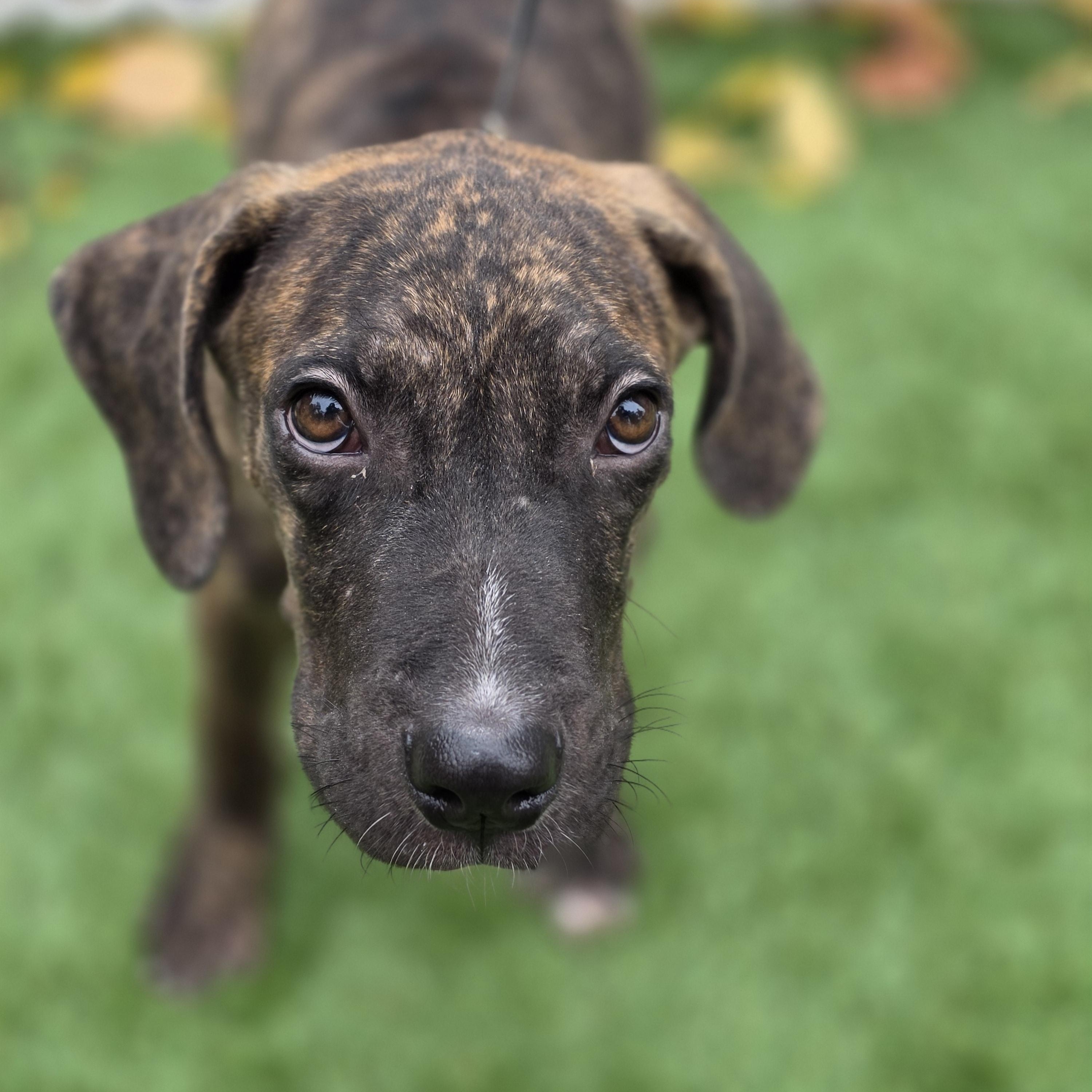 Enlarge Dipper, a Adoptable mixed breed in Blairstown, NJ image 4/5