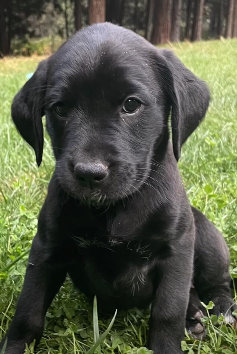 Enlarge 9 week old male purebred Golden Retriever & Boxer mix puppy, in Northern CA, an adopted mixed breed in El Dorado Hills, CA image 1/6