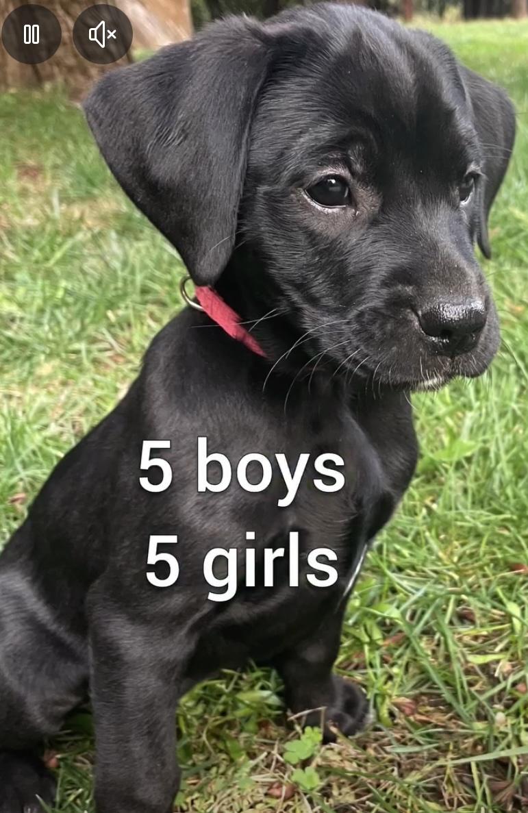 Enlarge 9 week old male purebred Golden Retriever & Boxer mix puppy, in Northern CA, an adopted mixed breed in El Dorado Hills, CA image 2/6