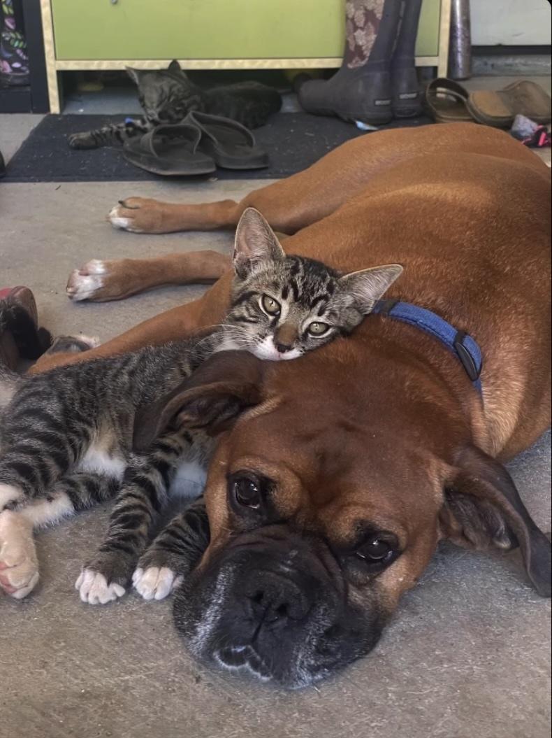 Enlarge 9 week old male purebred Golden Retriever & Boxer mix puppy, in Northern CA, an adopted mixed breed in El Dorado Hills, CA image 6/6