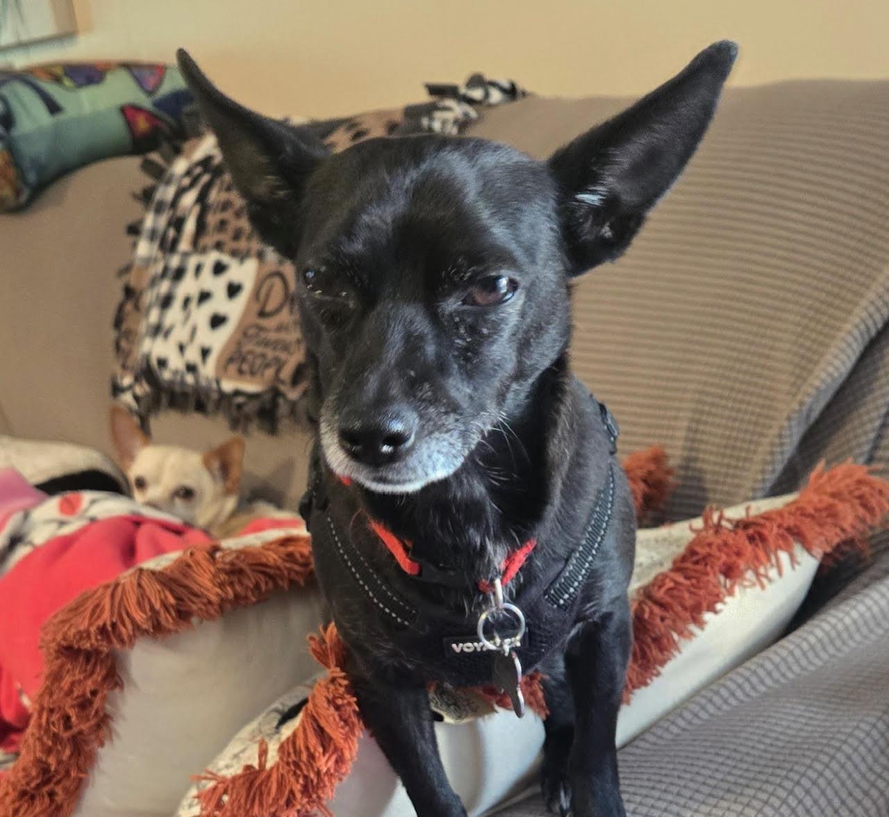 Eddie, a Adoptable Chihuahua in Barrington, IL image 2/5