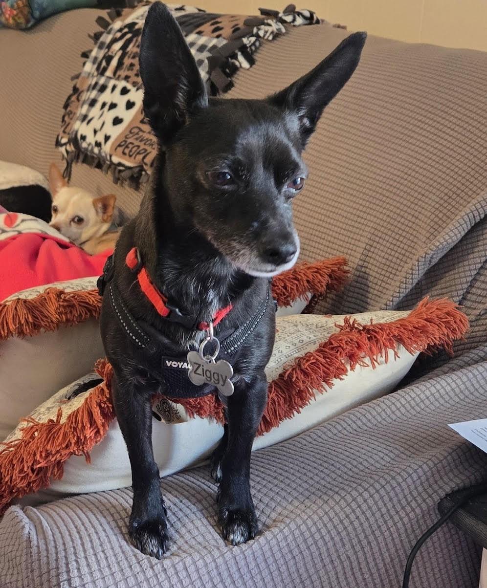 Eddie, a Adoptable Chihuahua in Barrington, IL image 3/5