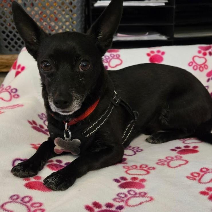 Eddie, a Adoptable Chihuahua in Barrington, IL image 1/5