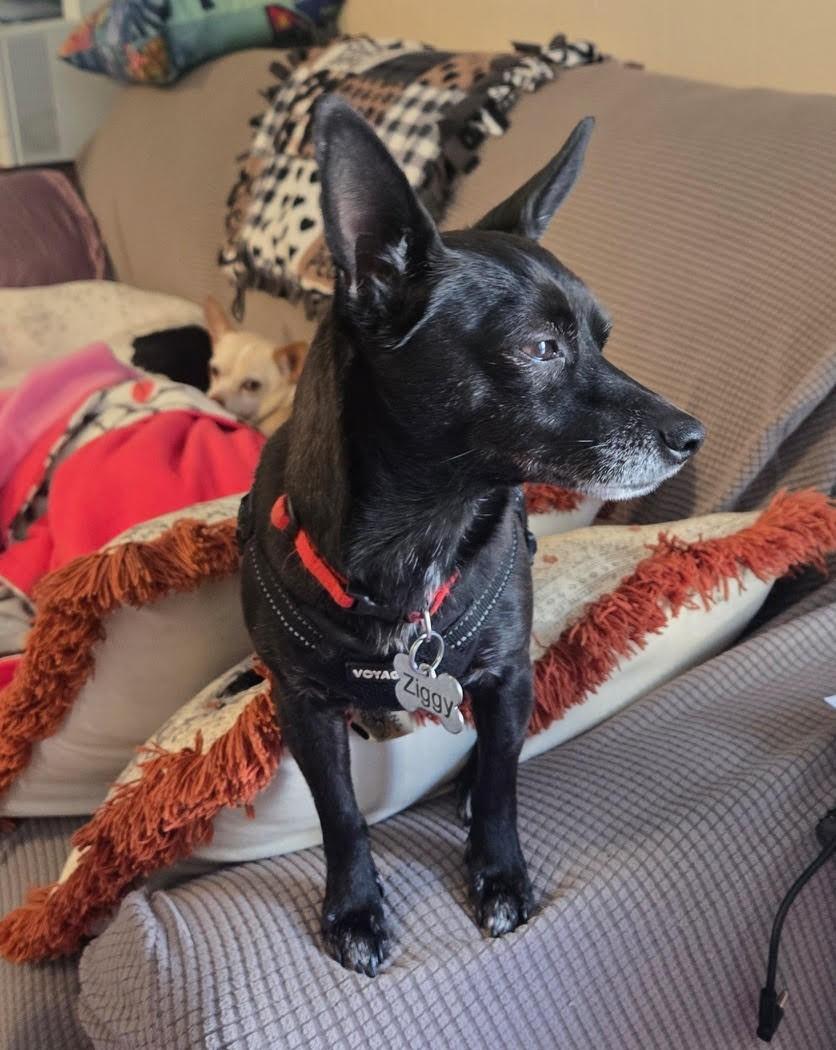 Eddie, a Adoptable Chihuahua in Barrington, IL image 4/5