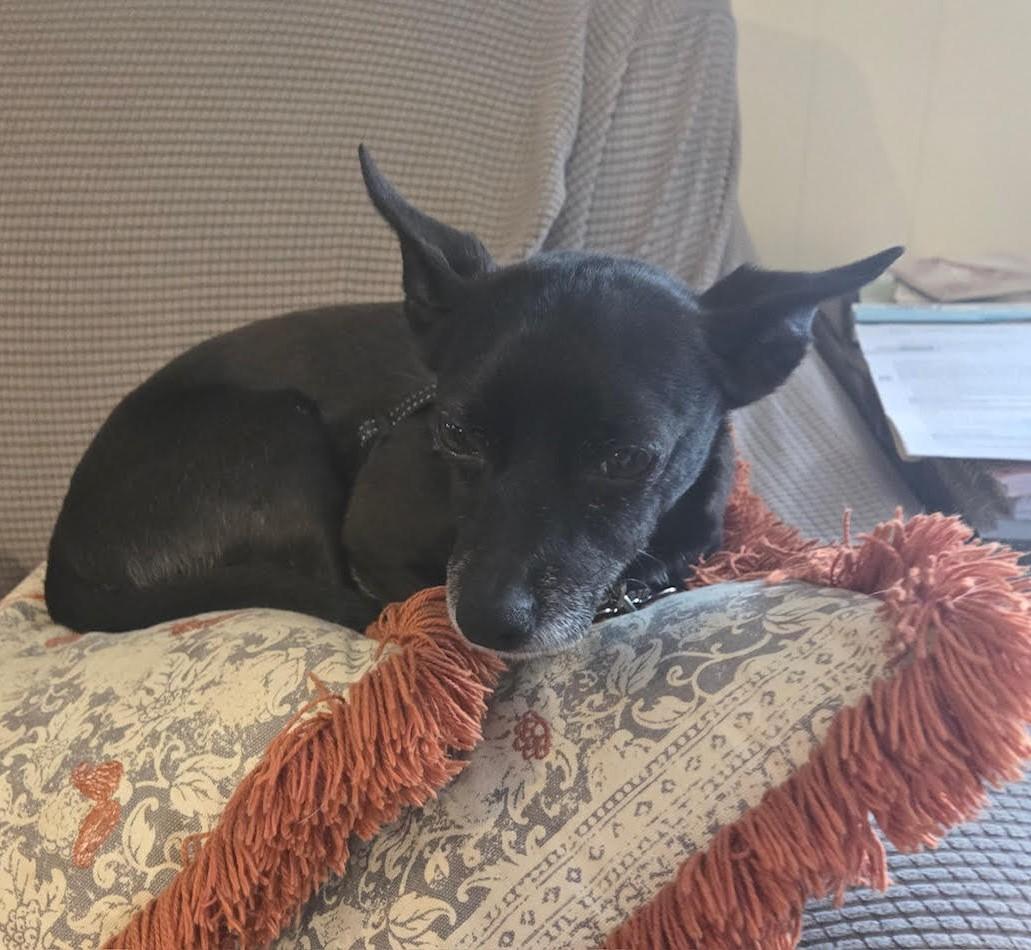 Eddie, a Adoptable Chihuahua in Barrington, IL image 5/5