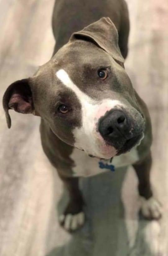 Zeek, Adoptable, Young Male Terrier.