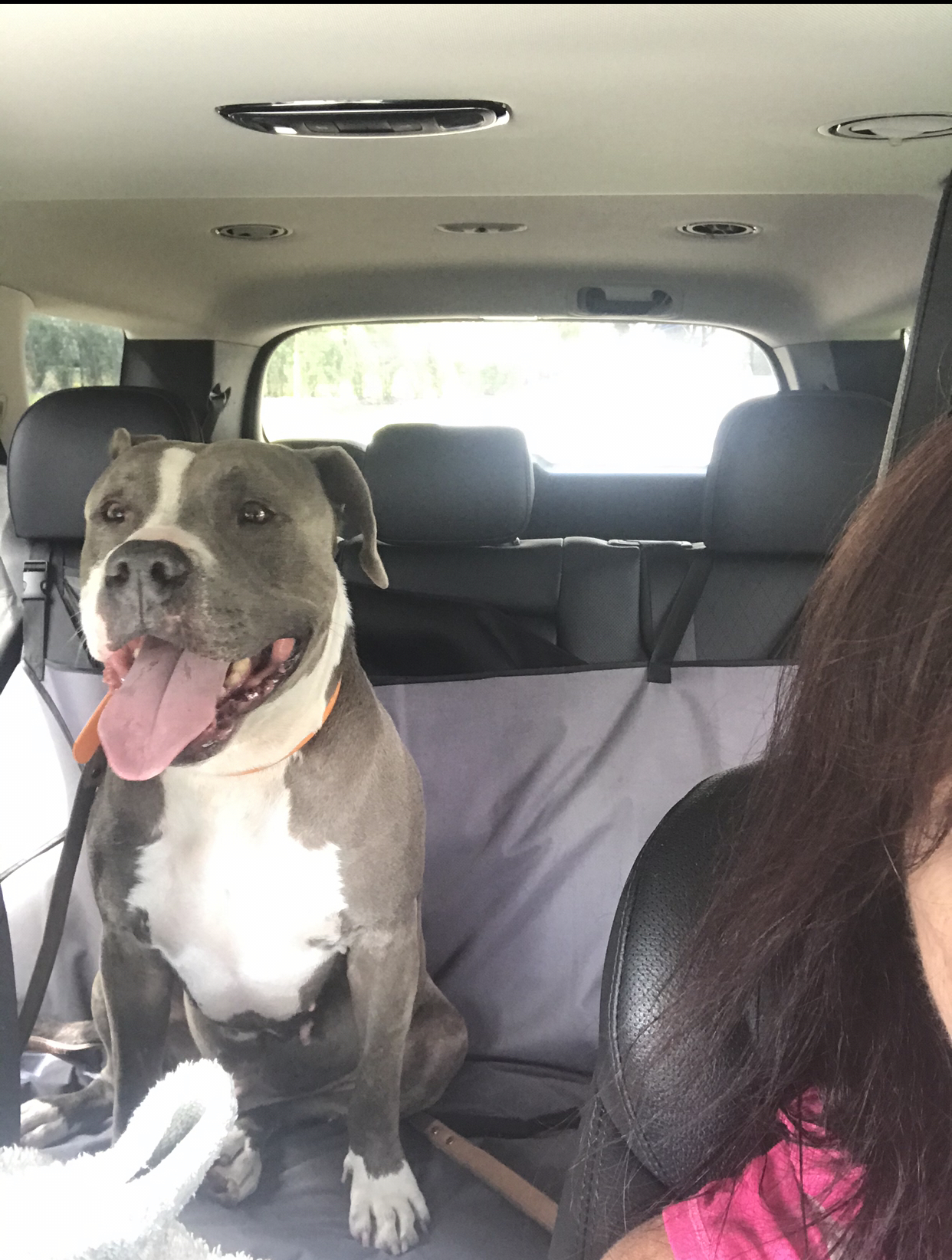 Zeek, a Adoptable mixed breed in Coral Springs, FL image 2/6