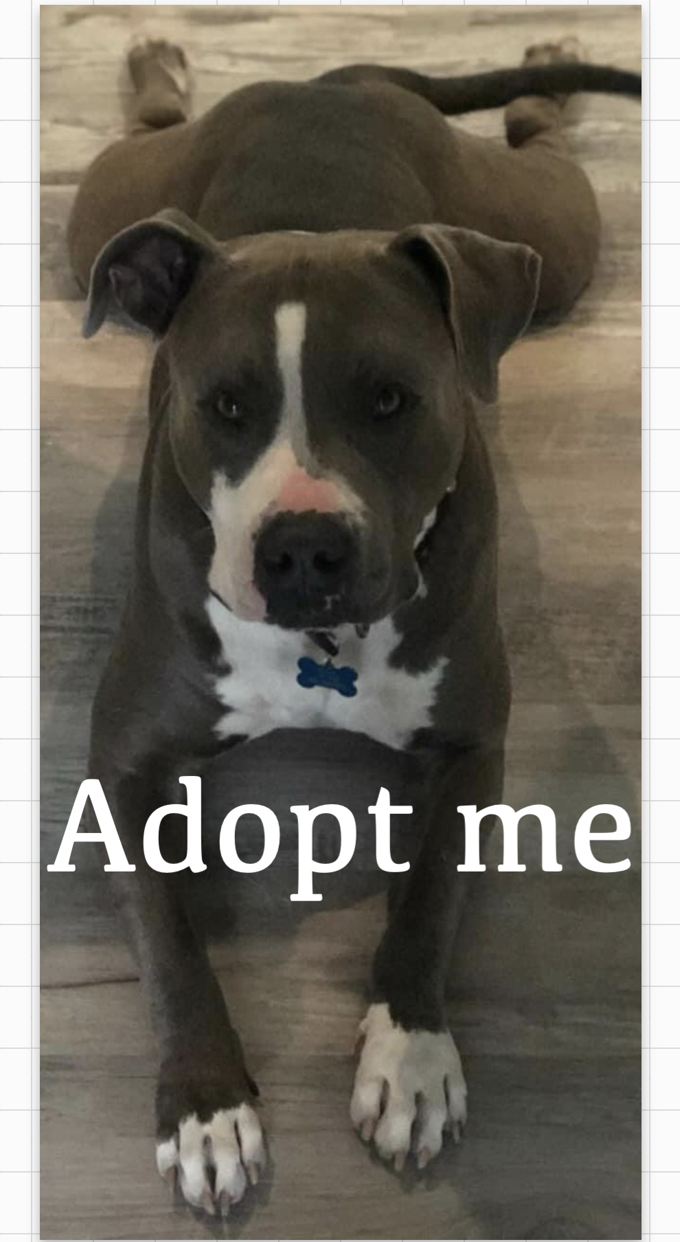 Zeek, a Adoptable mixed breed in Coral Springs, FL image 3/6