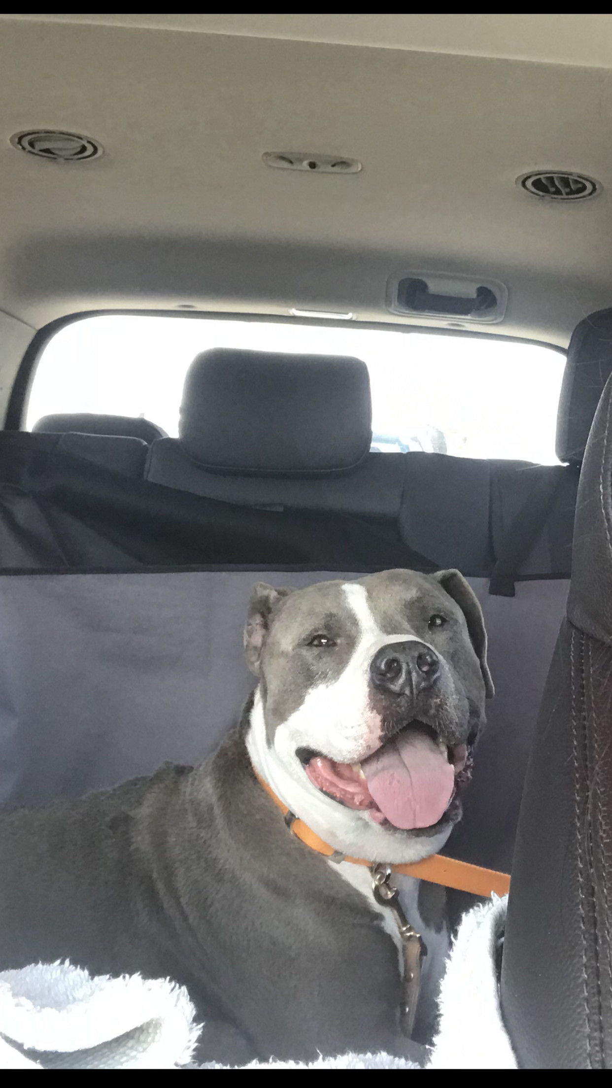 Zeek, a Adoptable mixed breed in Coral Springs, FL image 5/6