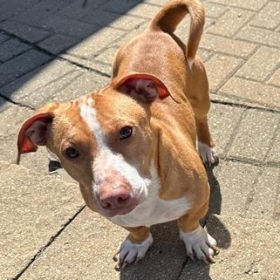 Romeo, Adoptable, Adult Male Basset Hound & Pit Bull Terrier.