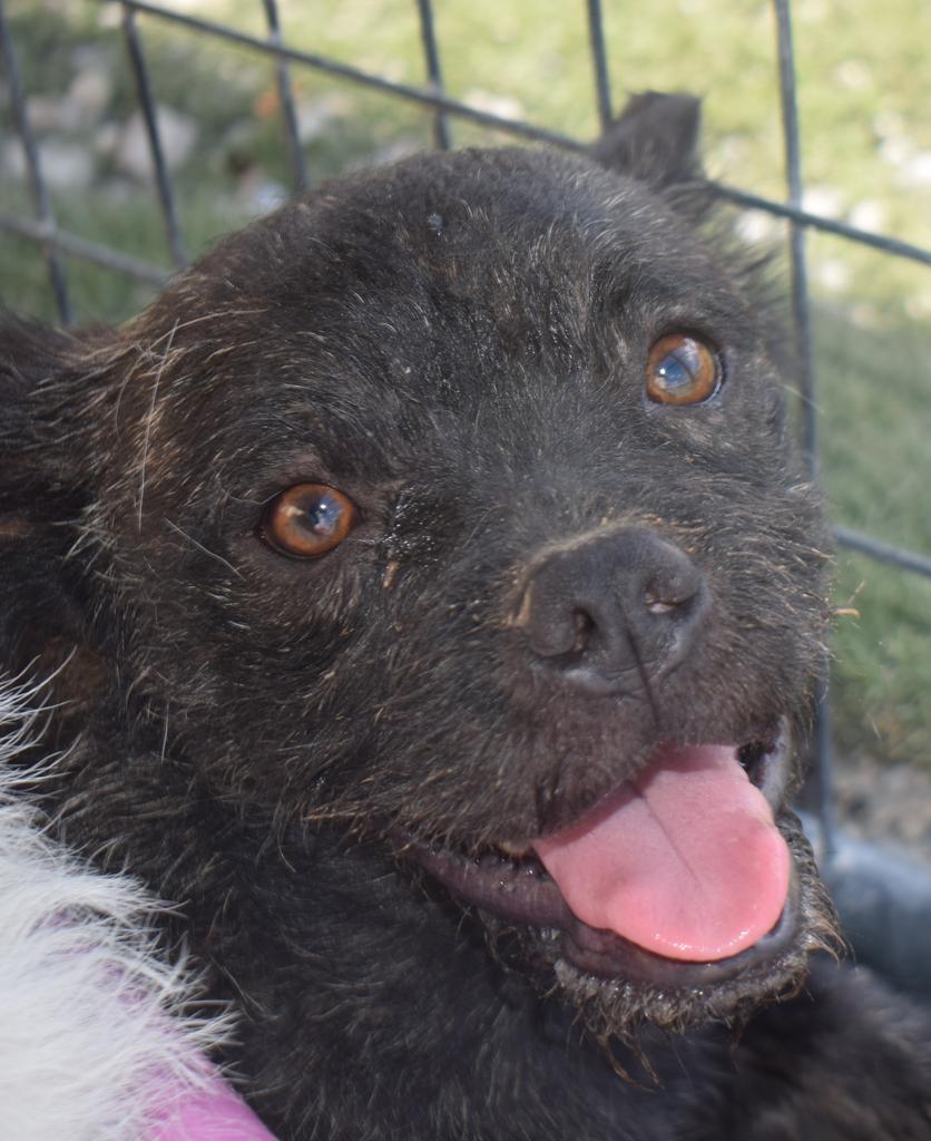Pepper, Adoptable, Adult Male Brussels Griffon & Mixed Breed.