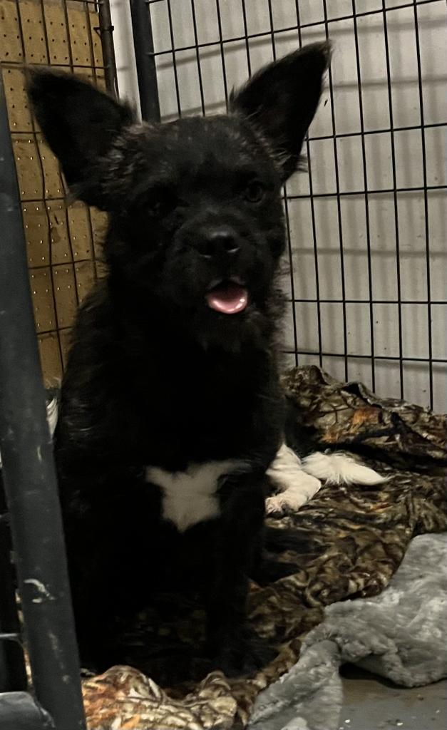 Enlarge Pepper, a Adoptable mixed breed in Pahrump, NV image 2/6