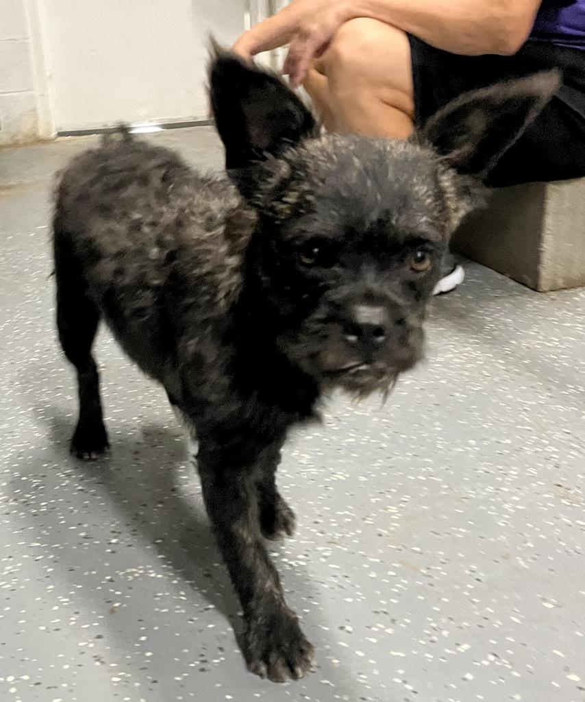 Enlarge Pepper, a Adoptable mixed breed in Pahrump, NV image 5/6