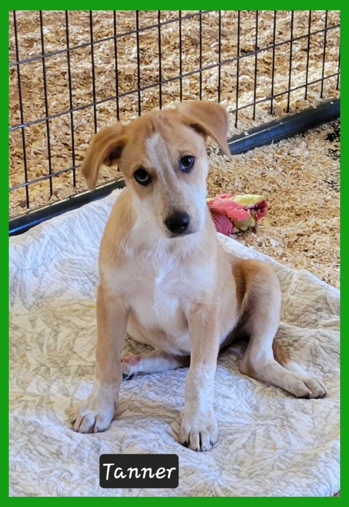 Enlarge Tanner, a Adoptable mixed breed in Granbury, TX image 1/1