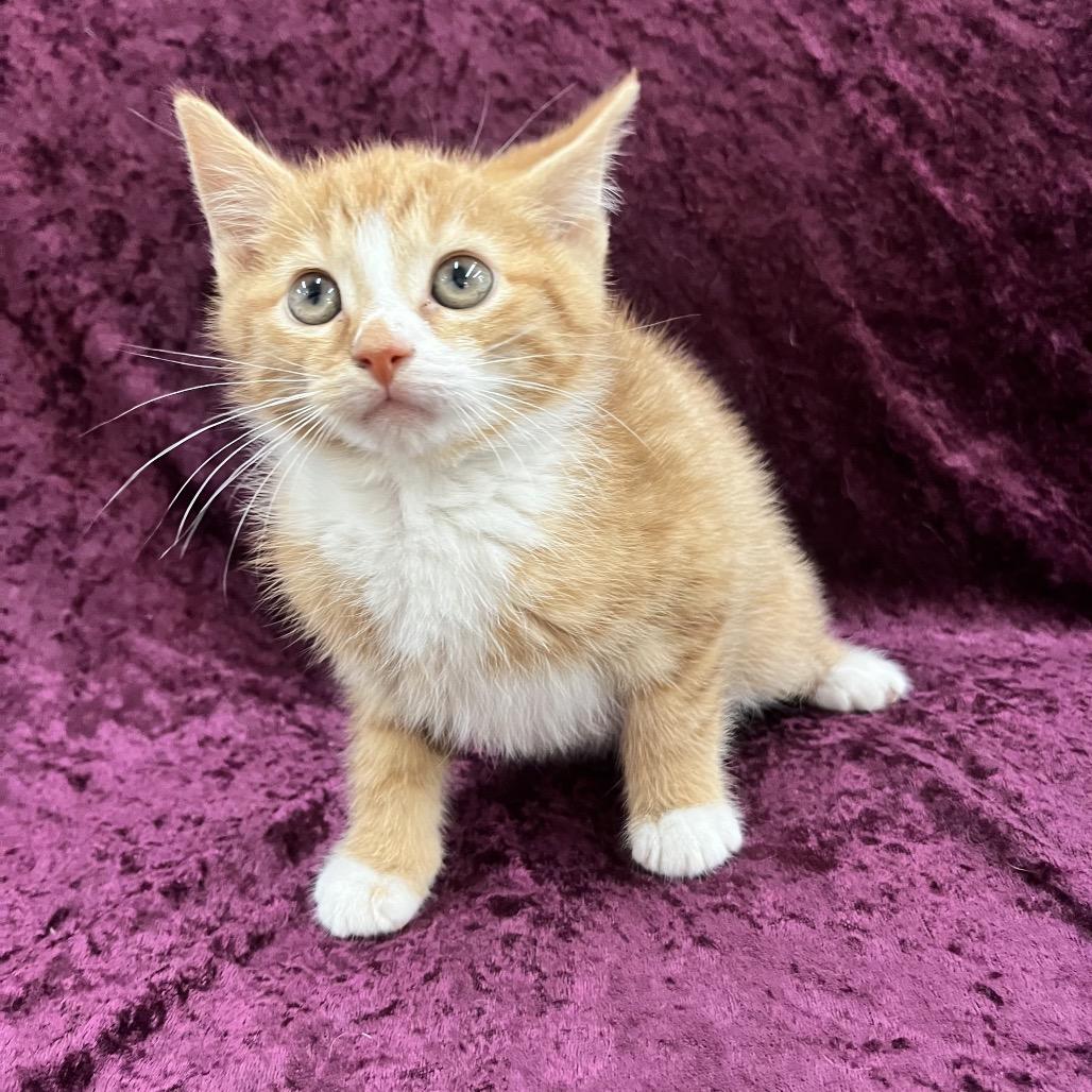 Enlarge Hoover, a Adoptable Domestic Short Hair in Raleigh, NC image 1/3