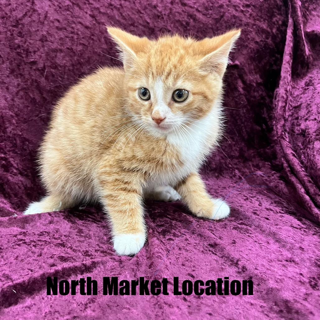 Enlarge Hoover, a Adoptable Domestic Short Hair in Raleigh, NC image 2/3