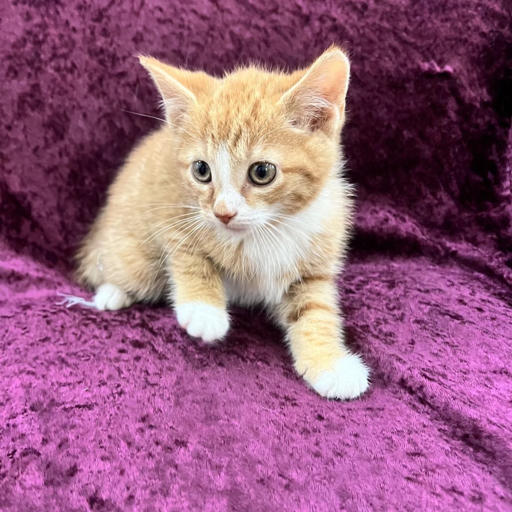 Enlarge Hoover, a Adoptable Domestic Short Hair in Raleigh, NC image 3/3