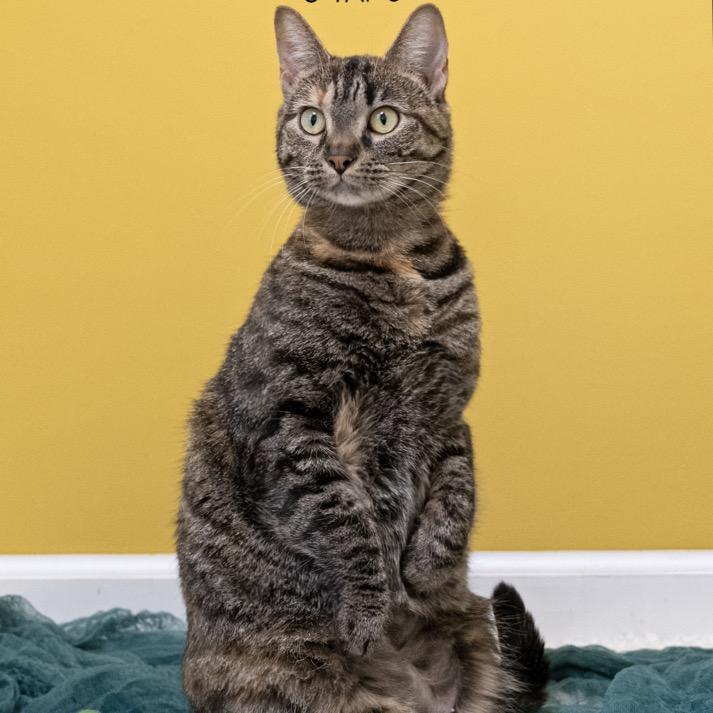 Nelly, Adoptable, Adult Female Domestic Short Hair.