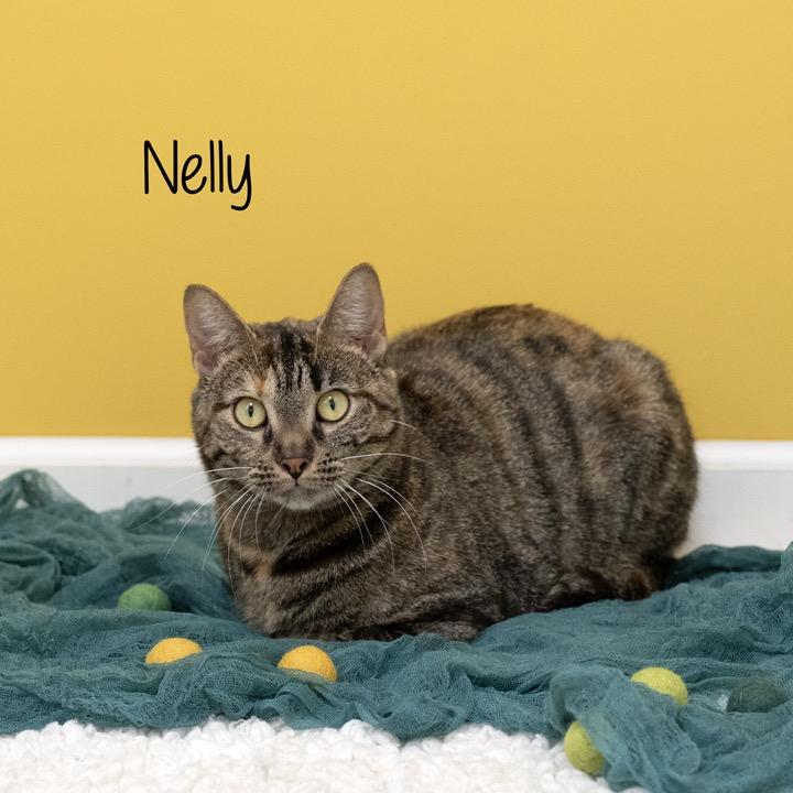 Enlarge Nelly, a Adoptable Domestic Short Hair in Pekin, IL image 2/5
