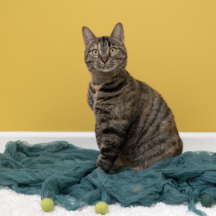Enlarge Nelly, a Adoptable Domestic Short Hair in Pekin, IL image 3/5