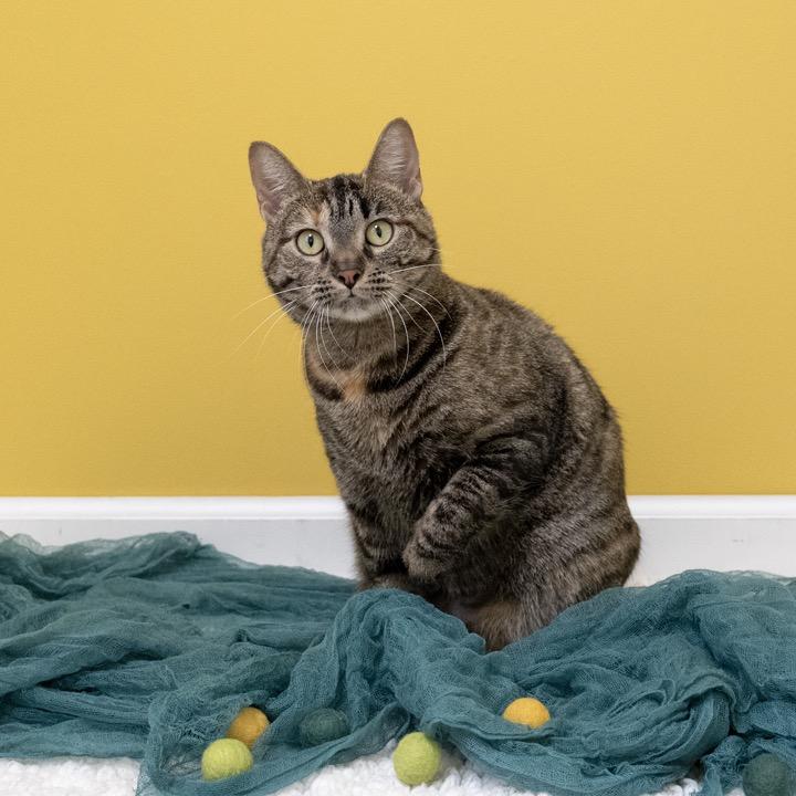 Enlarge Nelly, a Adoptable Domestic Short Hair in Pekin, IL image 4/5