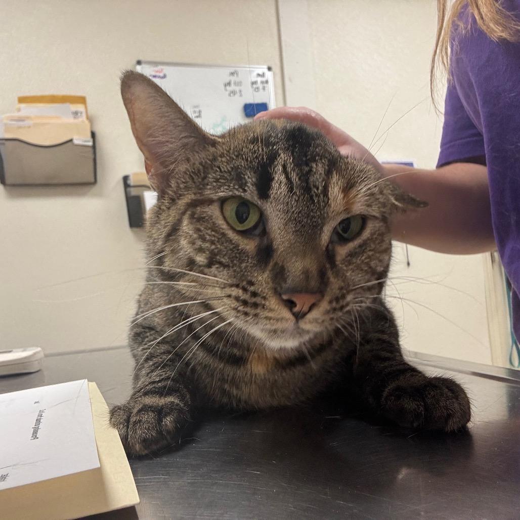 Enlarge Nelly, a Adoptable Domestic Short Hair in Pekin, IL image 5/5