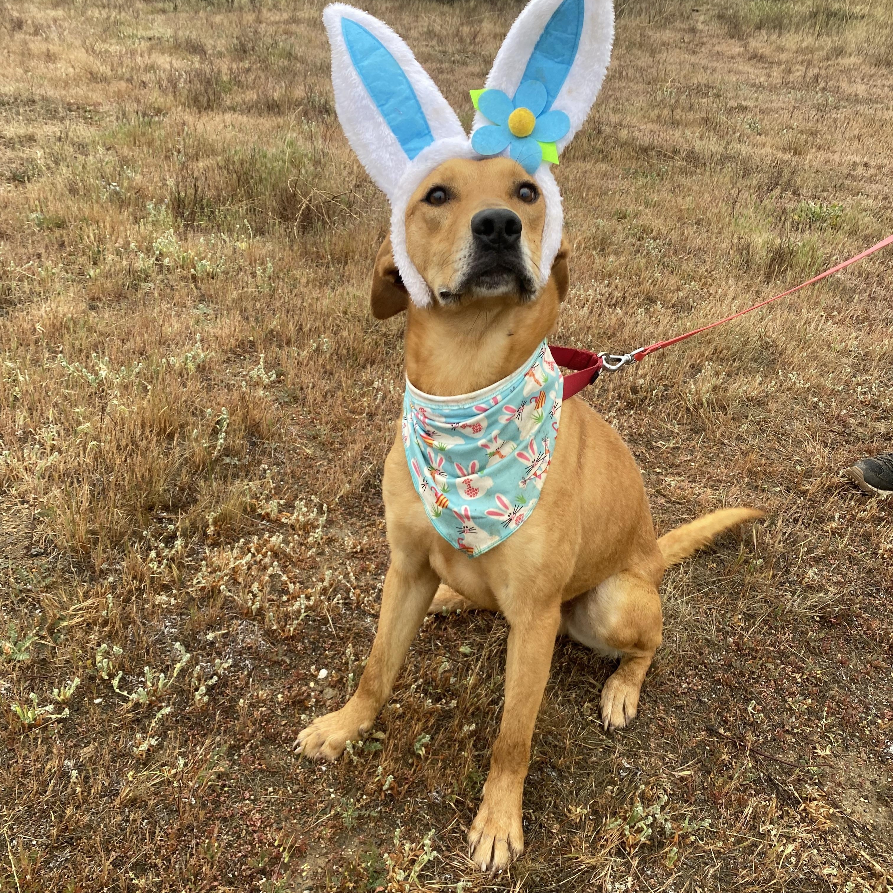 Labrador mix, perfect, sweet young Riley, Adopted, Young Male Yellow Labrador Retriever.