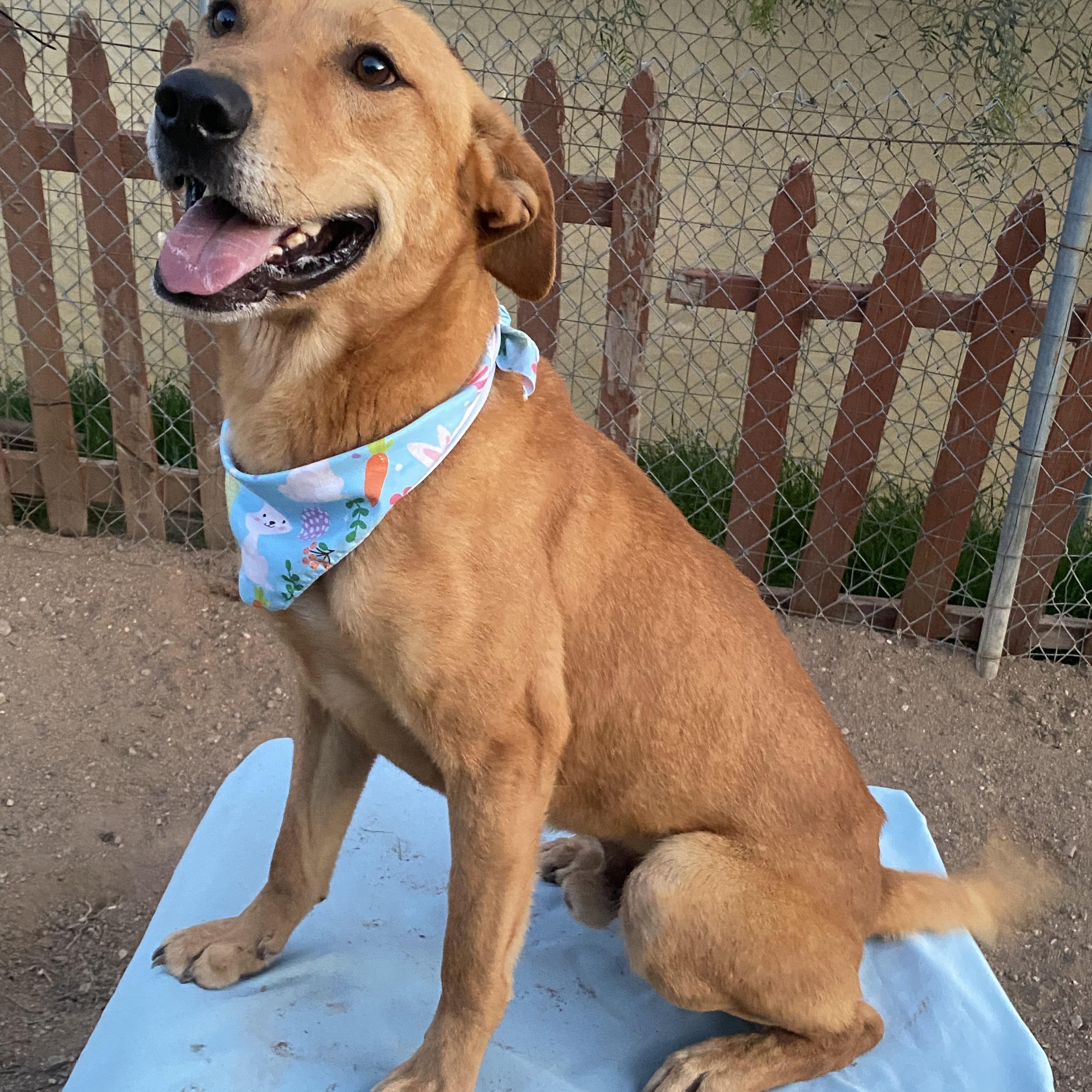 Labrador mix, perfect, sweet young Riley, a Adopted mixed breed in Acton, CA image 2/6