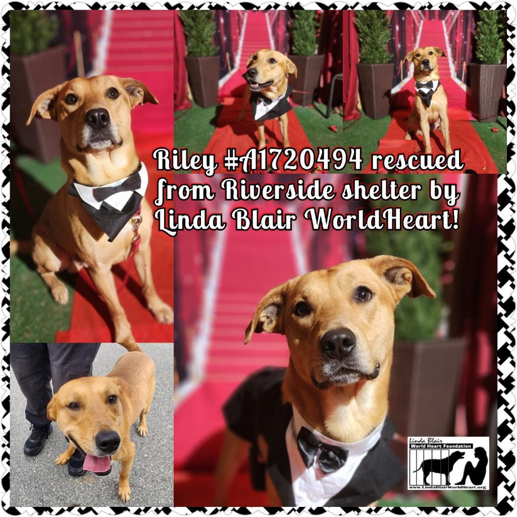 Labrador mix, perfect, sweet young Riley, a Adopted mixed breed in Acton, CA image 6/6