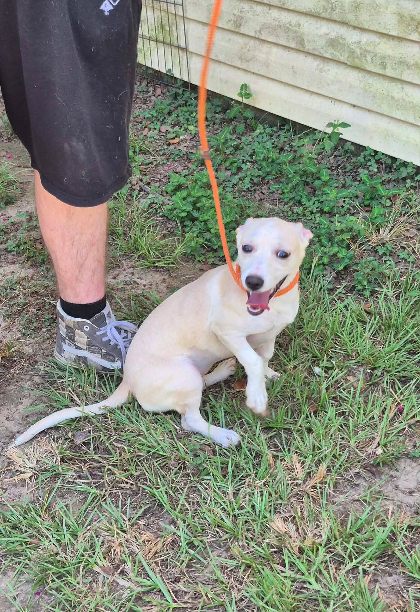 Enlarge Tipitina, a ADOPTABLE mixed breed in metairie, LA image 4/4