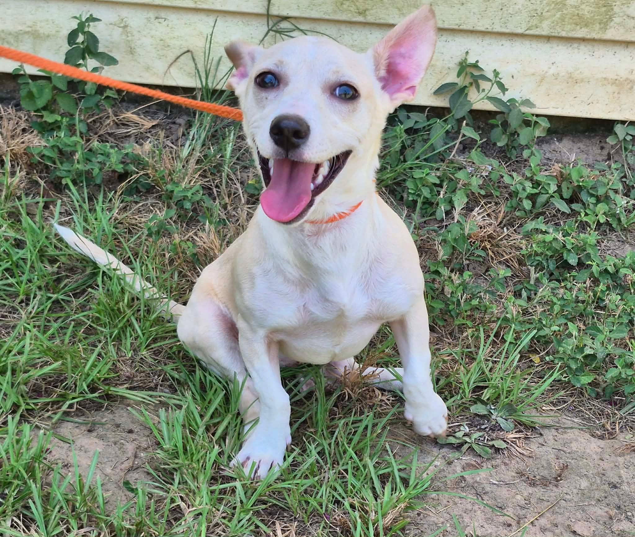 Enlarge Tipitina, a ADOPTABLE mixed breed in metairie, LA image 3/4