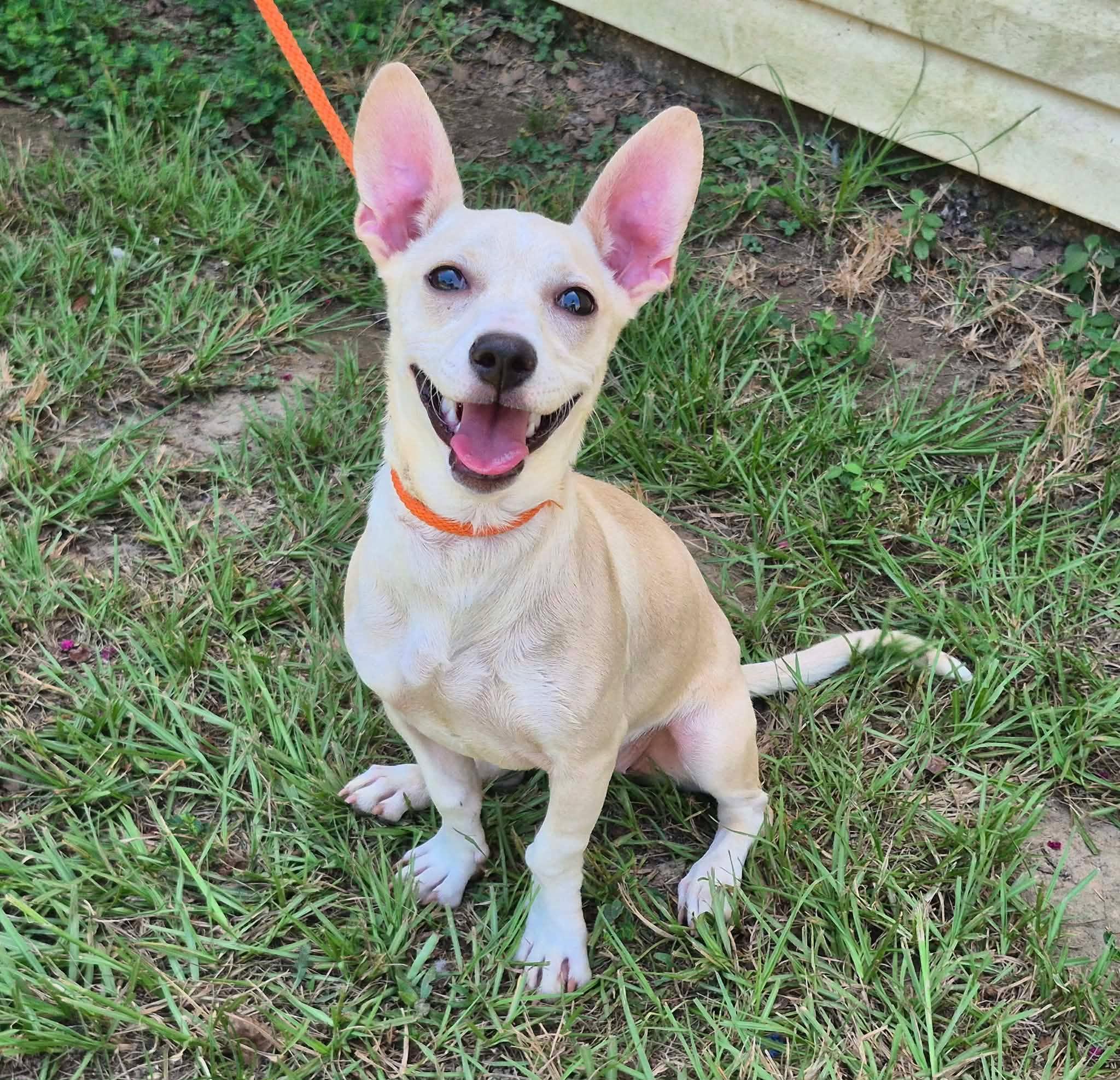 Tipitina, ADOPTABLE, Puppy Female Dachshund & Chihuahua.
