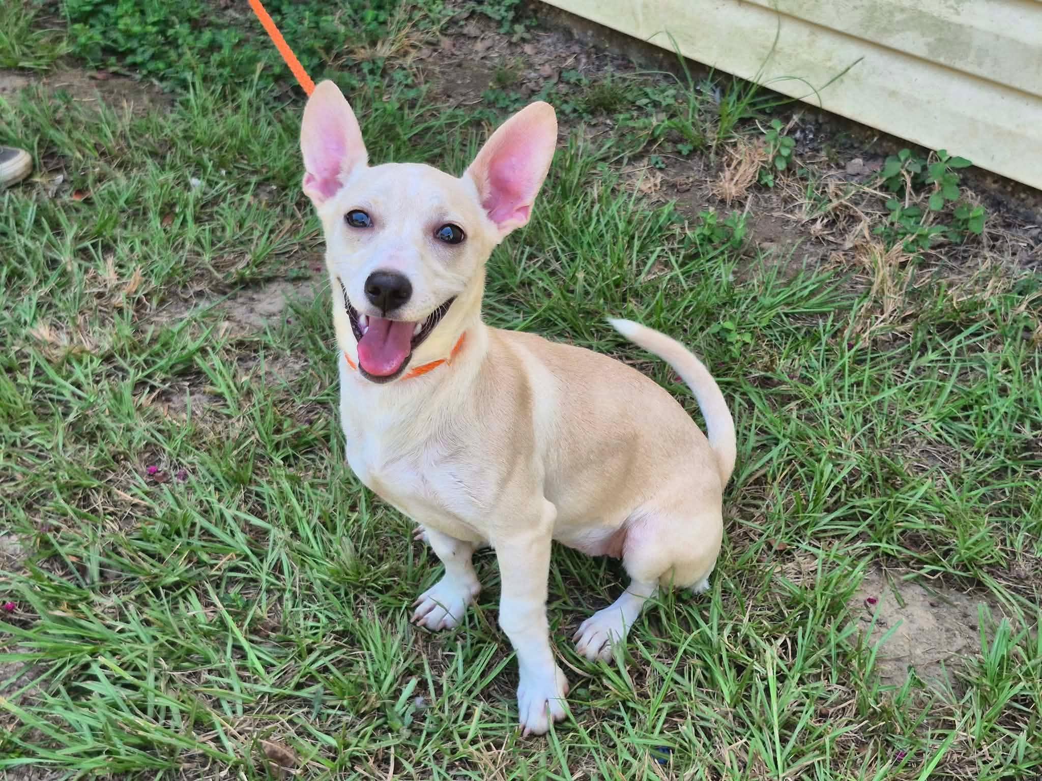 Enlarge Tipitina, a ADOPTABLE mixed breed in metairie, LA image 2/4
