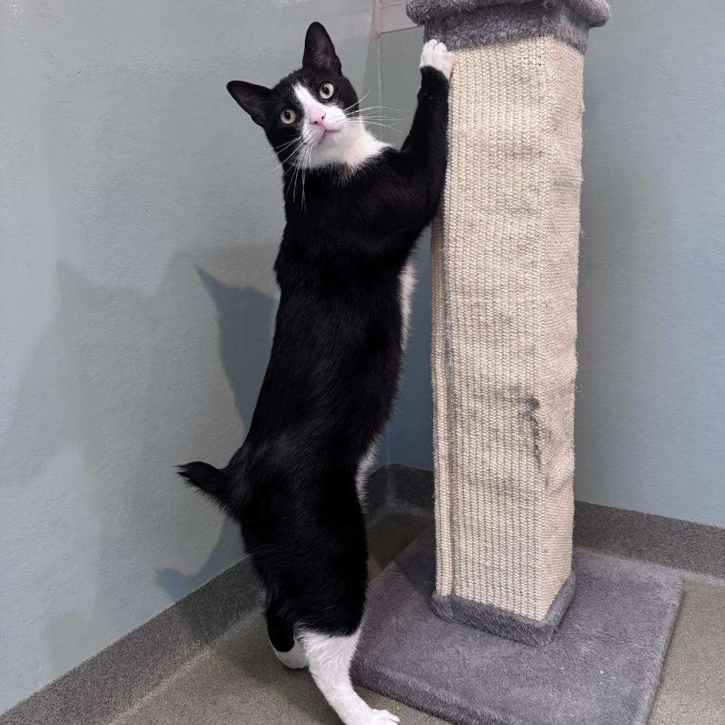 Snip, Adoptable, Adult Male Domestic Short Hair.