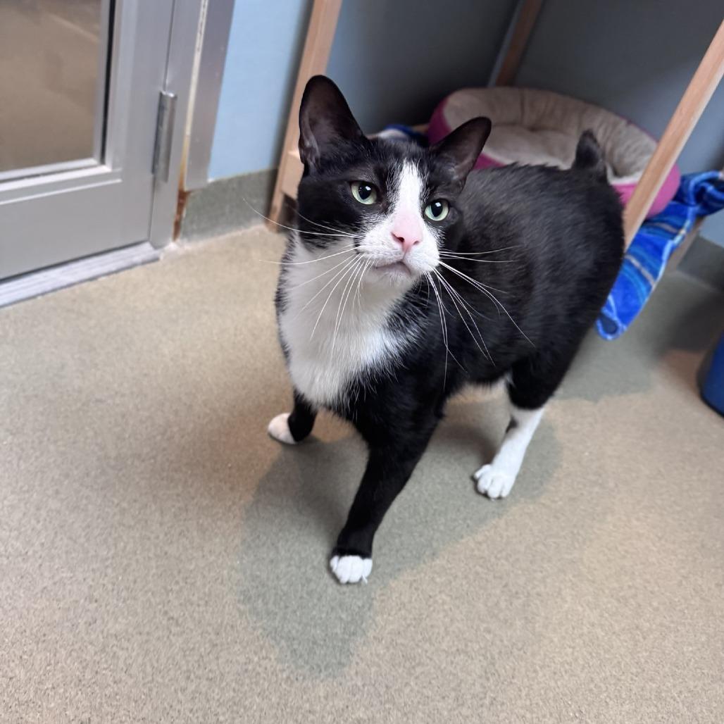 Enlarge Snip, a Adoptable Domestic Short Hair in Ashland, MA image 2/4