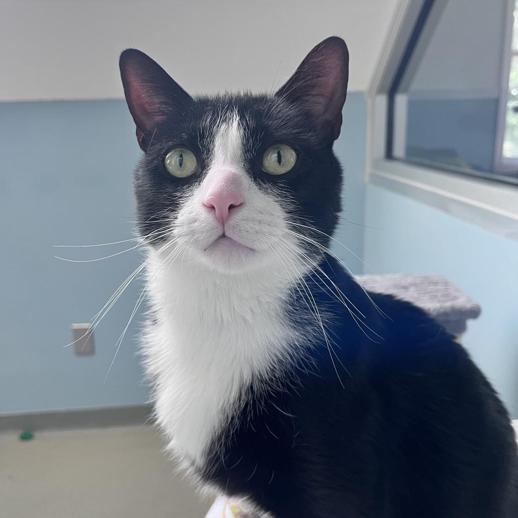 Enlarge Snip, a Adoptable Domestic Short Hair in Ashland, MA image 3/4
