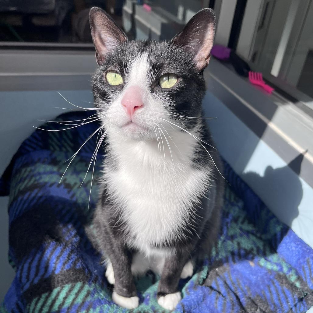 Enlarge Snip, a Adoptable Domestic Short Hair in Ashland, MA image 4/4