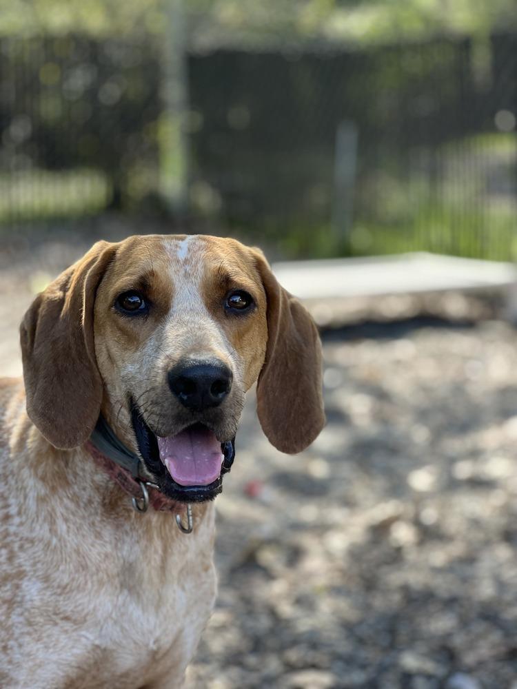Davy, Adoptable, Adult Male Hound.