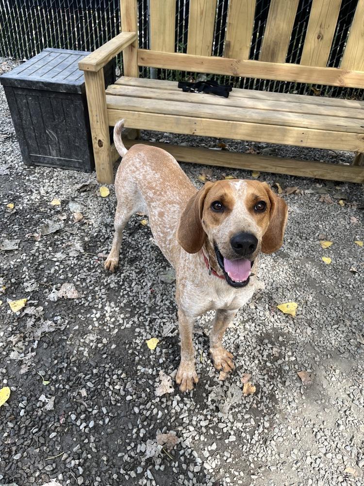 Enlarge Davy, a Adoptable mixed breed in Elmsford, NY image 2/6