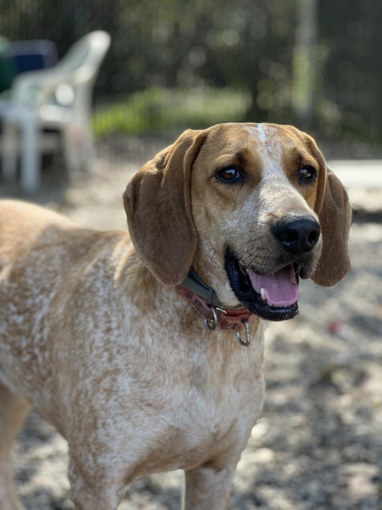 Enlarge Davy, a Adoptable mixed breed in Elmsford, NY image 4/6