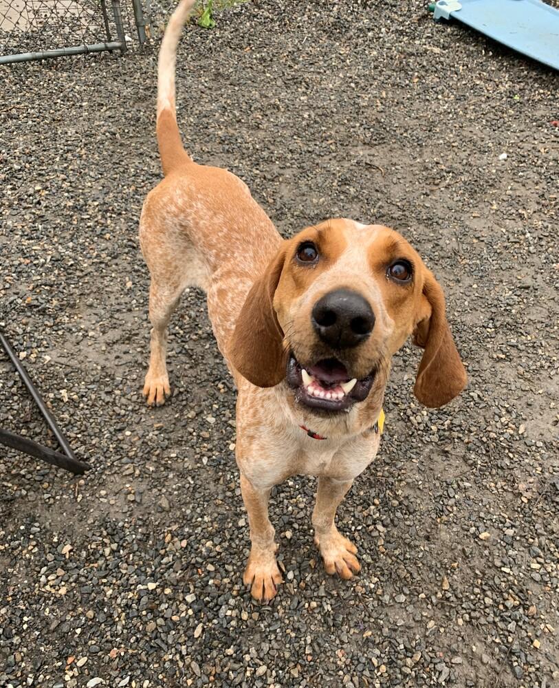 Enlarge Davy, a Adoptable mixed breed in Elmsford, NY image 5/6
