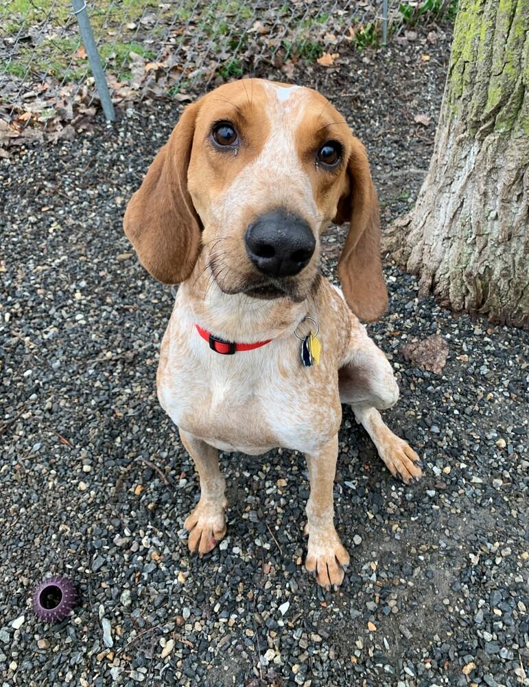 Enlarge Davy, a Adoptable mixed breed in Elmsford, NY image 6/6