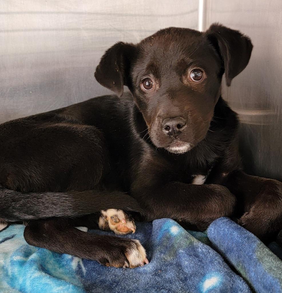 Enlarge Eggie, a Adoptable mixed breed in Chillicothe, OH image 1/1